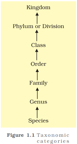 Figure 1.1 — Taxonomic categories showing hierarchical arrangement in ascending order
